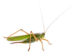 Female locust with ovipositor. Locust, grasshopper isolated on white background shot in a macro lens.