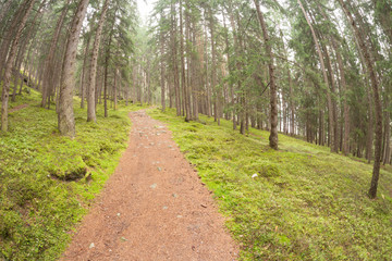 wide view on a path long the forest