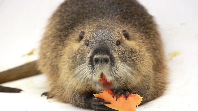 Coypu (Myocastor coypus) aka river rat or nutria mammal animal isolated on a white screen, eats pumpkin