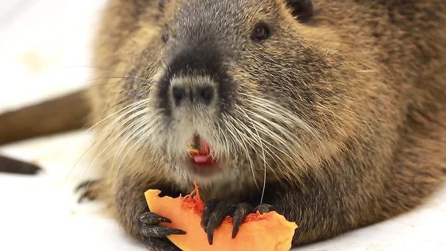 Coypu (Myocastor coypus) aka river rat or nutria mammal animal isolated on a white screen, eats pumpkin