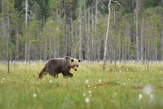 Brown bear walking with forest background. Brown bear walking in bog. Summer.