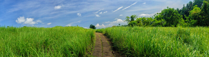 Panorama image of beauty sunny day on the rice field