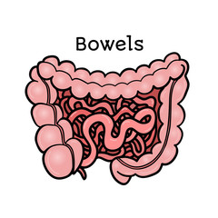Human bowels, intestines, anatomical vector illustration isolated on white background. Healthy human guts, bowels, intestins, abdominal organs, anatomical illustration, physiology, healthcare