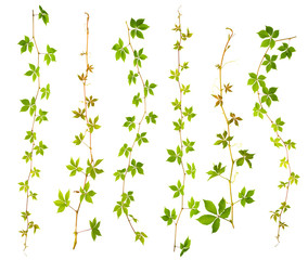 set of sprigs of wild grape with green leaves on a white background