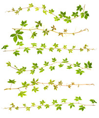 set of sprigs of wild grape with green leaves on a white background