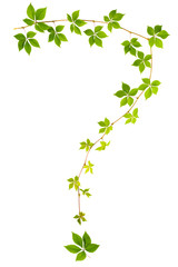 shape of question sign sprig of wild grape with green leaves isolated on a white background