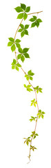 Naklejka na ściany i meble sprigs of wild grape with green leaves on a white background