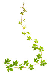 shape of question sign sprig of wild grape with green leaves isolated on a white background