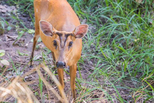 Indian Muntjac In Cage,deer In Cage