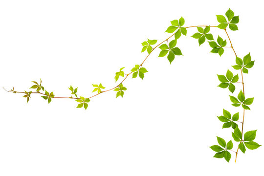 shape of question sign sprig of wild grape with green leaves isolated on a white background