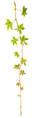sprigs of wild grape with green leaves on a white background