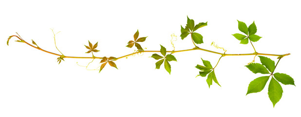 sprigs of wild grape with green leaves on a white background