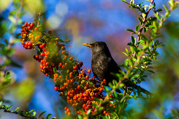 Starling on a branch with juicy fruits of sea buckthorn