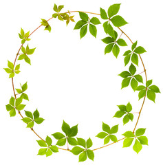 Fototapeta premium shape of circle twig wild grape with green leaves on a white background