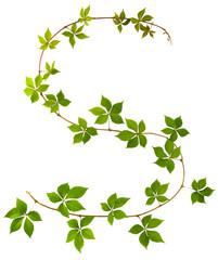 Obraz premium shape of S letter twig wild grape with green leaves on a white background