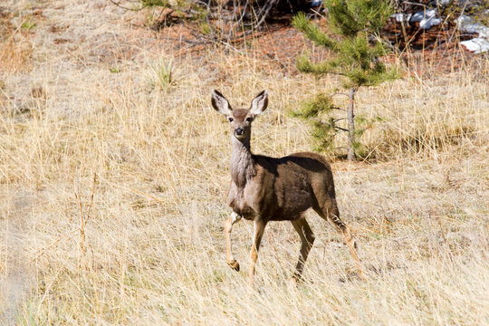 Mule Deer in the Pike National Forest of Colorado