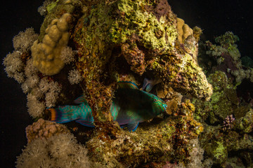 Parrotfish on a night coral reef