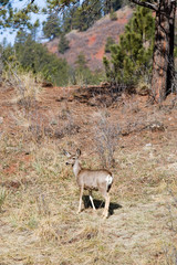 Fototapeta premium Mule Deer in the Pike National Forest of Colorado