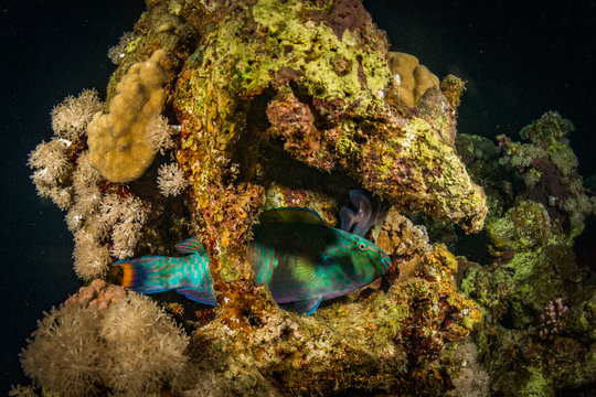 Fototapeta Parrotfish on a night coral reef