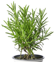 Fresh rosemary in a plant pot, fresh herb isolated on white.