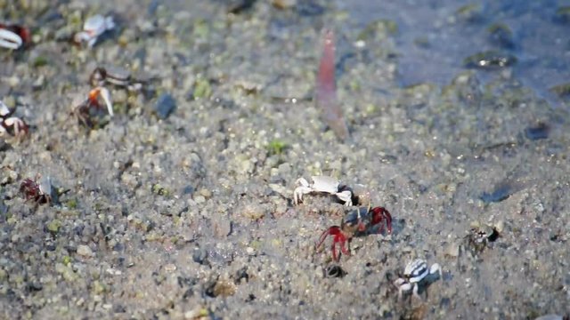 Female fiddler crab eating some food at mangrove forest, Thailand. (HD footage no sound)