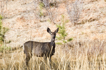 Mule Deer in the Pike National Forest of Colorado