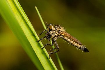 Asilidae with prey sitting on a blade of grass