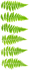 79 mpx Images set leaves fern isolated on white background in ma