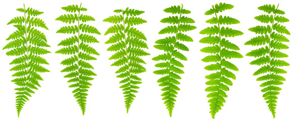 79 mpx Images set leaves fern isolated on white background in ma