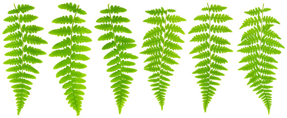 79 mpx Images set leaves fern isolated on white background in ma © Sodel Vladyslav