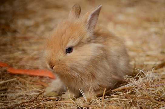 Cute little fluffy eared rabbit in a paddock.