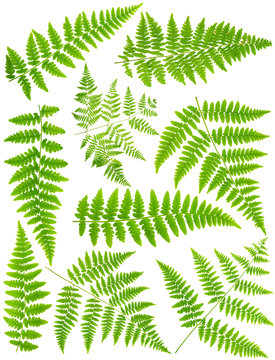 100 mpx Images set leaves fern isolated on white background in m