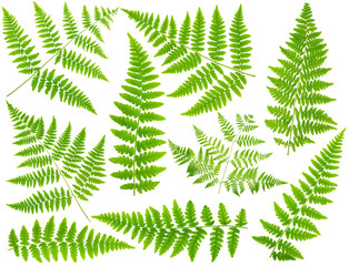 100 mpx Images set leaves fern isolated on white background in m