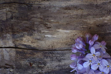 Purple lilac flower on wood background
