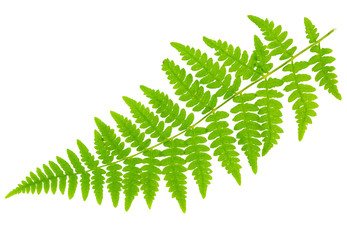 leaf fern isolated on white background in macro lens shooting © Sodel Vladyslav