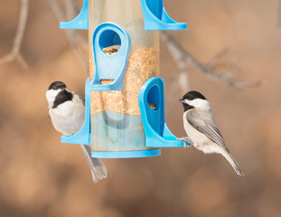 Carolina Chickadees at bird feeder in winter