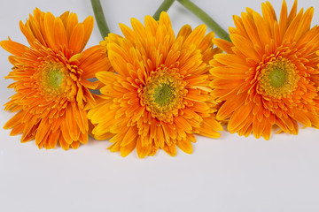 Macro orange Chrysanthemum on the white background