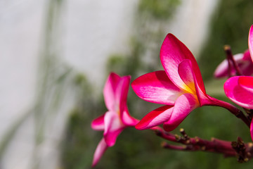 Fototapeta premium Red Plumeria flowers beauty in nature,frangipani flower