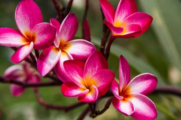 Crédence de cuisine en verre imprimé Frangipanier Red Plumeria flowers beauty in nature,frangipani flower