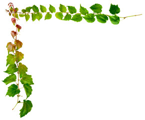 sprig of ivy with green leaves isolated on a white background