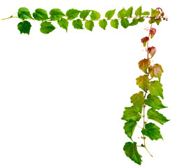 sprig of ivy with green leaves isolated on a white background