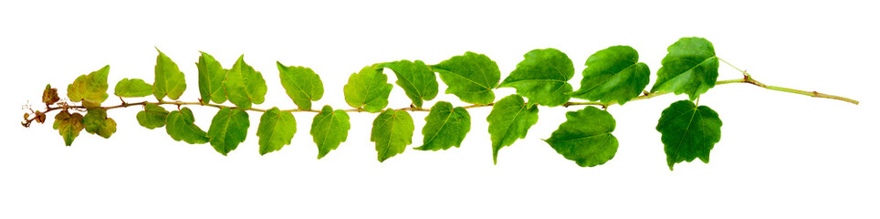 sprig of ivy with green leaves isolated on a white background