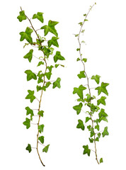 sprig of ivy with green leaves isolated on a white background - obrazy, fototapety, plakaty