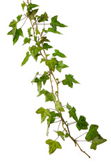 sprig of ivy with green leaves isolated on a white background