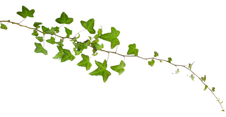 sprig of ivy with green leaves isolated on a white background