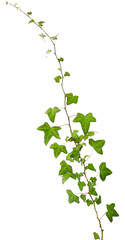 sprig of ivy with green leaves isolated on a white background