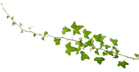 sprig of ivy with green leaves isolated on a white background