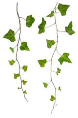 sprig of ivy with green leaves isolated on a white background