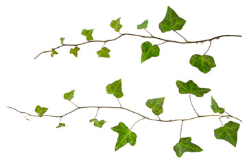 Fototapeta premium sprig of ivy with green leaves isolated on a white background