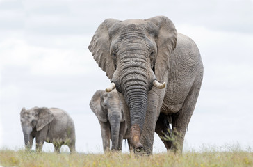 Fototapeta premium Elephant Buul